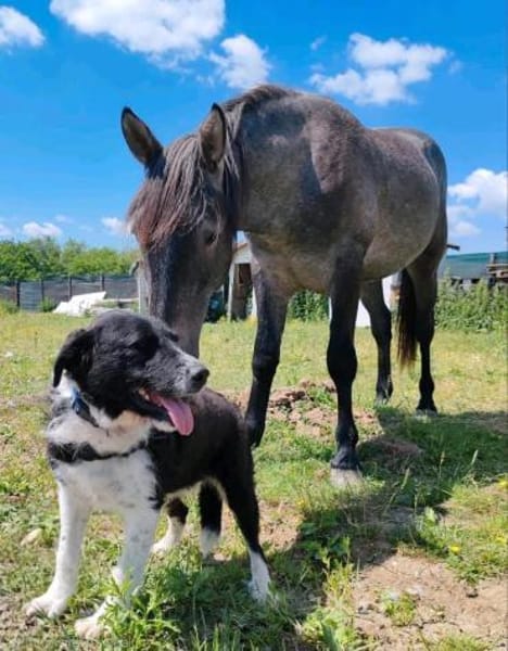 Kira - pure Liebe auf vier Pfoten