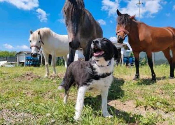 Kira - pure Liebe auf vier Pfoten