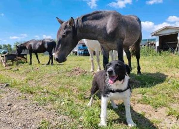 Kira - pure Liebe auf vier Pfoten