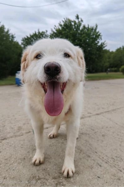 Oscar - der Charmeur