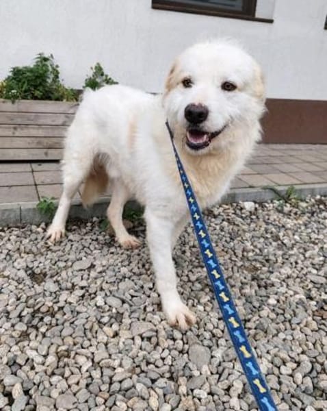 Oscar - der Charmeur