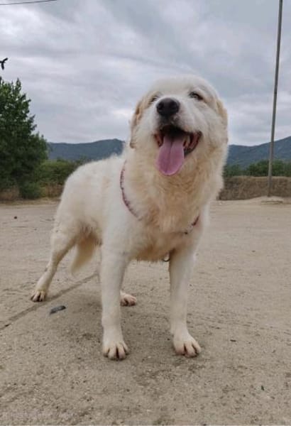 Oscar - der Charmeur