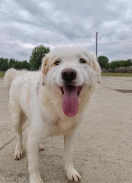 Oscar - der Charmeur