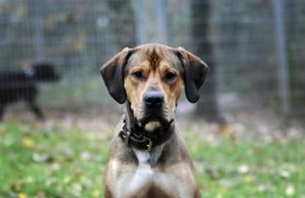 Tollpatsch Goofy sucht ein Zuhause