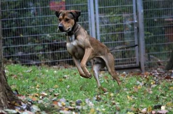 Tollpatsch Goofy sucht ein Zuhause