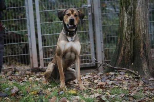 Tollpatsch Goofy sucht ein Zuhause