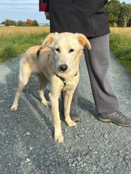 Taio junger Retriever Mischlings Rüde