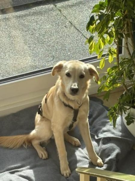 Taio junger Retriever Mischlings Rüde