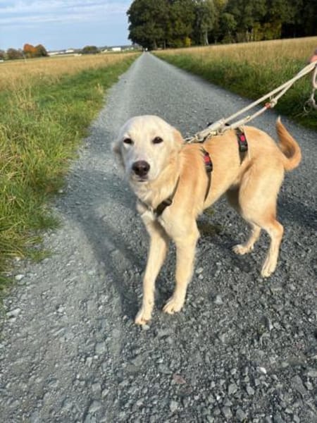 Taio junger Retriever Mischlings Rüde