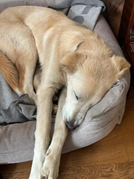 Taio junger Retriever Mischlings Rüde