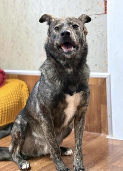 Rex - Wirbelwind mit Herz