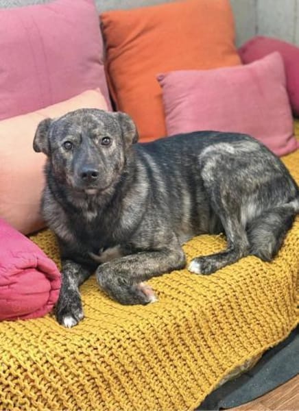 Rex - Wirbelwind mit Herz