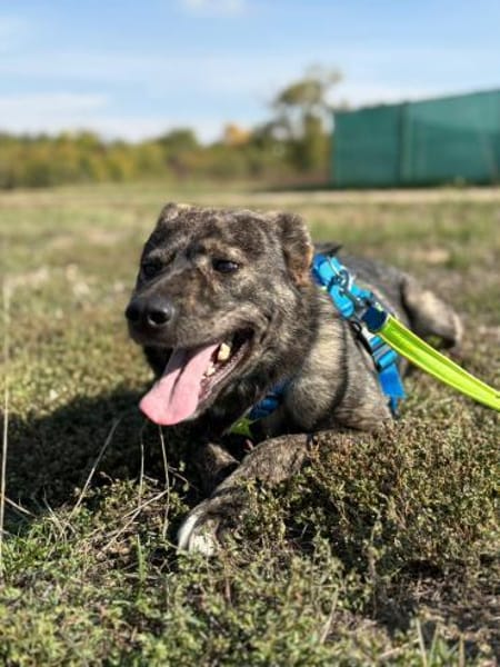 Rex - Wirbelwind mit Herz