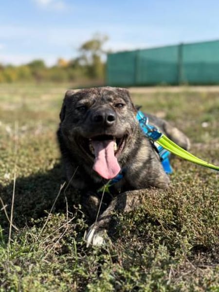 Rex - Wirbelwind mit Herz