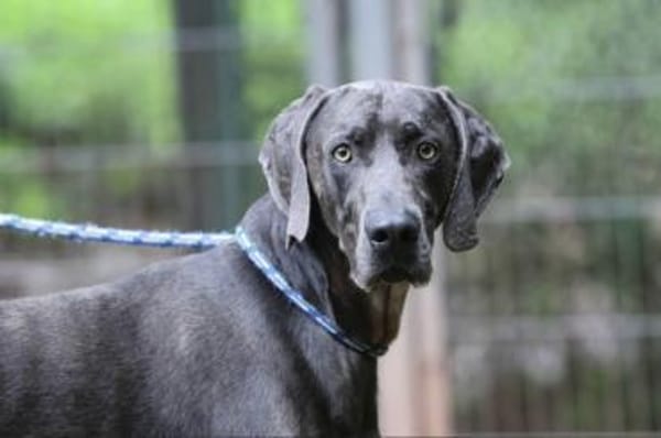 Gino sucht ein standfestes Zuhause