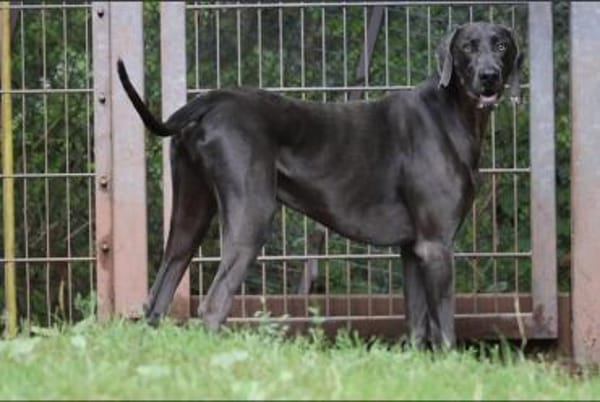 Gino sucht ein standfestes Zuhause