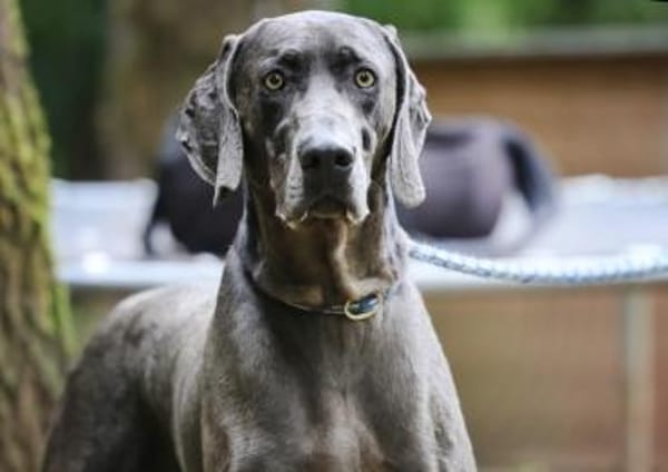 Gino sucht ein standfestes Zuhause