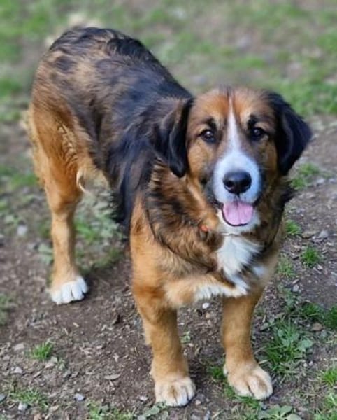 MISCHKA sucht Familie