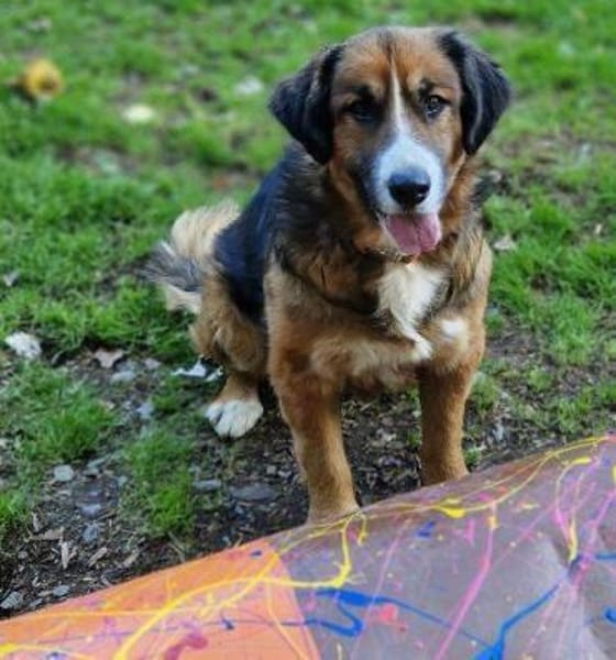 MISCHKA sucht Familie