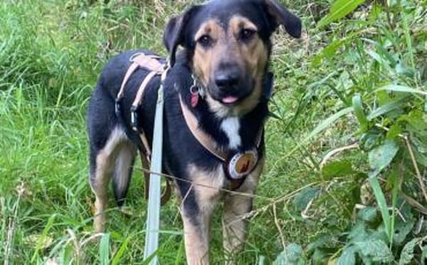 Calle wartet auf seine Menschen