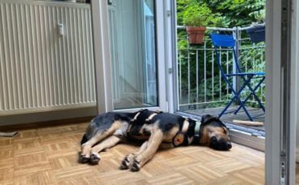 Calle wartet auf seine Menschen