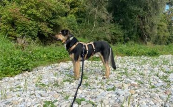 Calle wartet auf seine Menschen