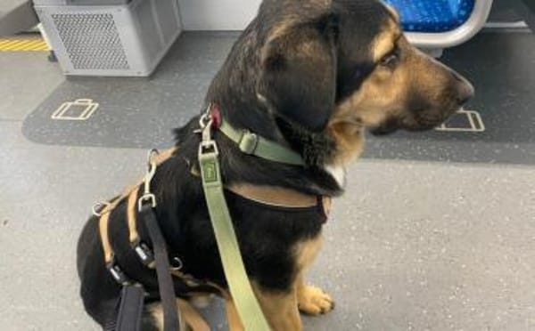 Calle wartet auf seine Menschen