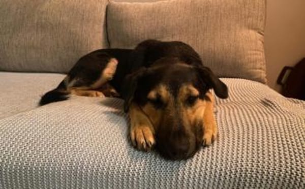 Calle wartet auf seine Menschen