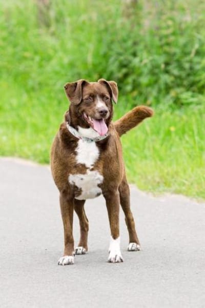 Loco Quintana sucht Familienanschluß