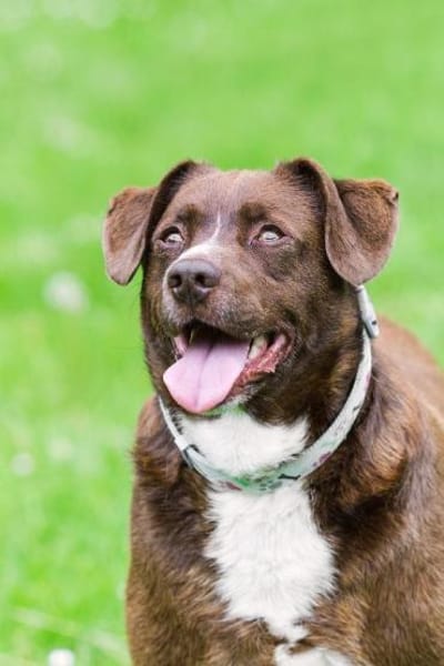 Loco Quintana sucht Familienanschluß