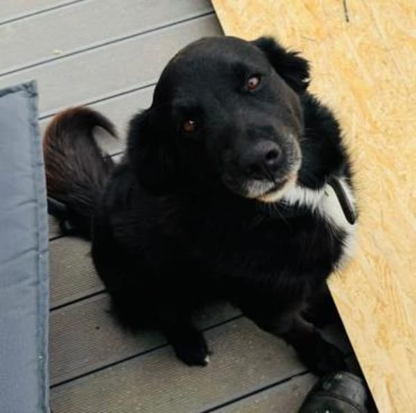 TOMMY sucht seine Menschen fürs Leben