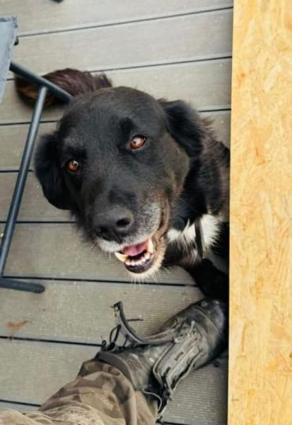 TOMMY sucht seine Menschen fürs Leben