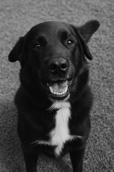 TOMMY sucht seine Menschen fürs Leben