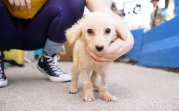 Milky Way sucht sein Zuhause