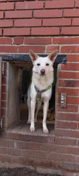 Sehnsüchtig hält Cosmo Ausschau nach DIR