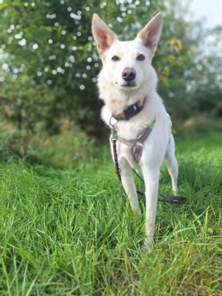 Sehnsüchtig hält Cosmo Ausschau nach DIR