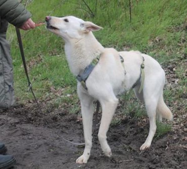 Sehnsüchtig hält Cosmo Ausschau nach DIR