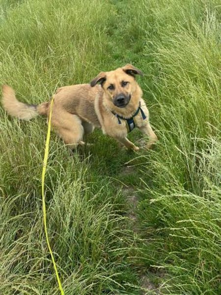 Hoppla hier kommt ALMA