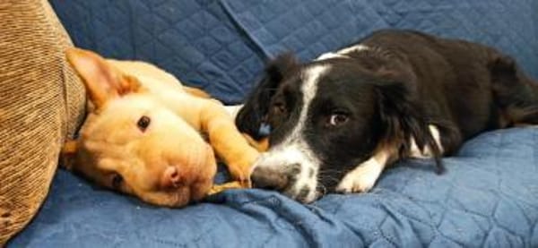 Ted & Millie - Freunde fürs Leben