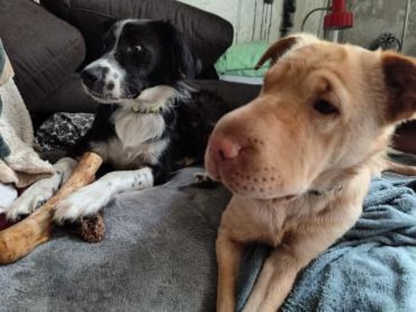 Ted & Millie - Freunde fürs Leben