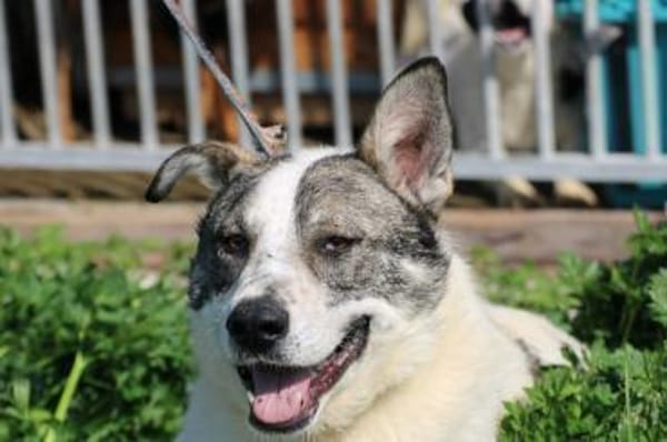 Moscu - kinderlieber Familienhund❤