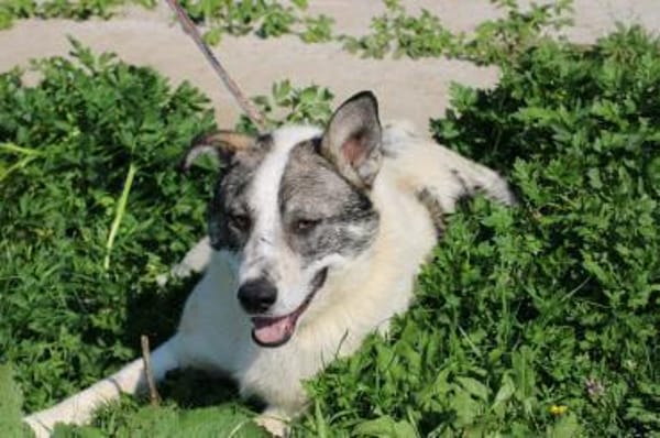 Moscu - kinderlieber Familienhund❤