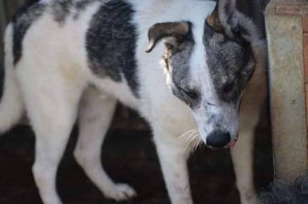 Moscu - kinderlieber Familienhund❤