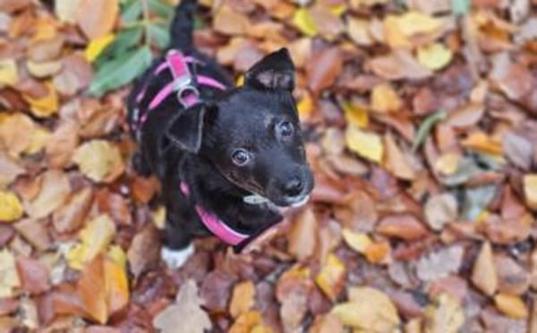 Minimaus Lütje sucht ihre eigene Familie