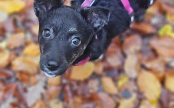 Minimaus Lütje sucht ihre eigene Familie