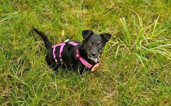 Minimaus Lütje sucht ihre eigene Familie