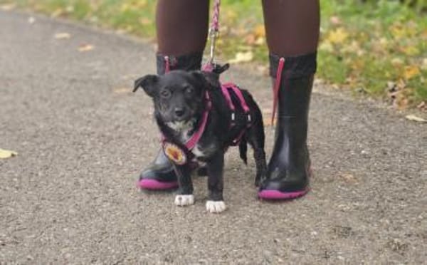 Minimaus Lütje sucht ihre eigene Familie