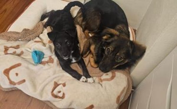 Minimaus Lütje sucht ihre eigene Familie