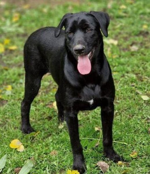 OTTO 2 sucht seine Menschen