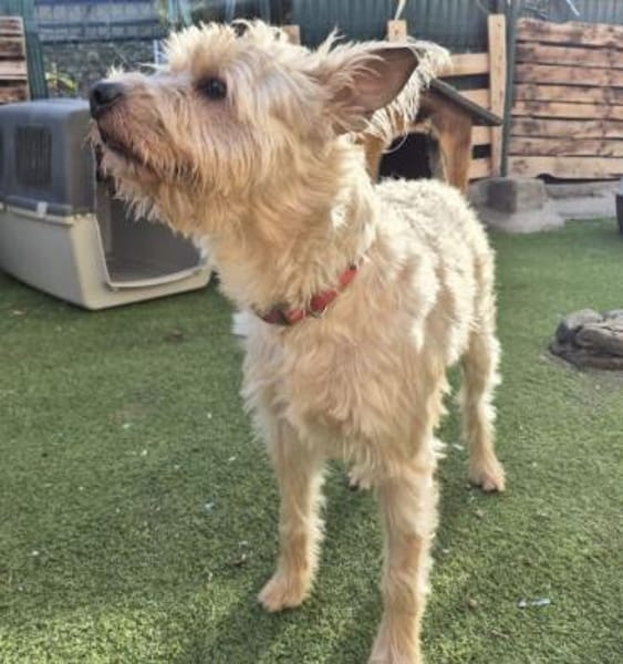 ROCKY - super verträglich mit allen! ❤